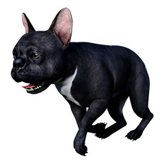 3D Rendering French Bulldog on White