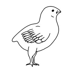 Chicken hand drawn line drawing. Contour drawing.Doodles.Drawing for Easter holiday. Little chicken.The bird home.Vector
