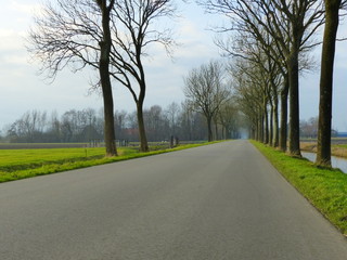 Fototapeta premium Winter avenue of trees