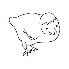 Chicken hand drawn line drawing. Contour drawing.Doodles.Drawing for Easter holiday. Little chicken.The bird home.Vector