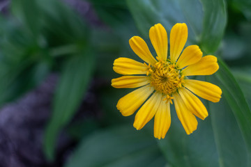 yellow flower