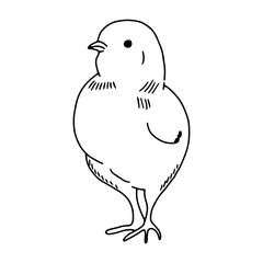 Chicken hand drawn line drawing. Contour drawing.Doodles.Drawing for Easter holiday. Little chicken.The bird home.Vector