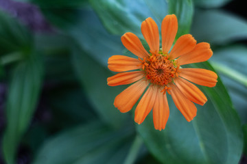 orange flower