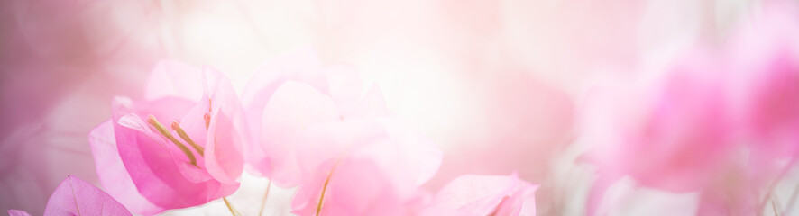 Natur der Blume im Garten unter Verwendung als Deckblatthintergrund mit natürlicher Flora-Tapete oder Vorlagenbroschüren-Landing-Page-Design © Fahkamram