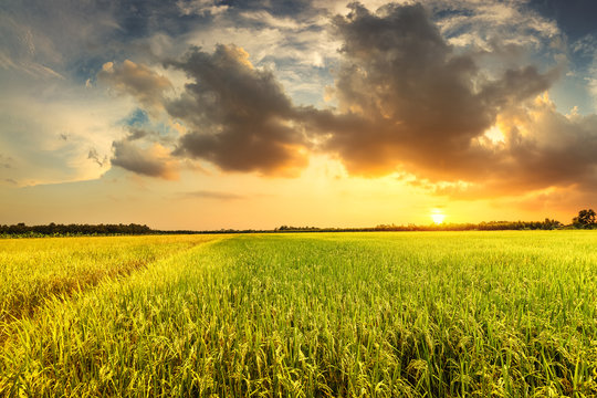 Green field and sunset with cloud at agriculture countryside.