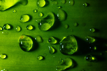 Water drop on green leave. Nature background.