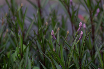 purple flowers in the garden