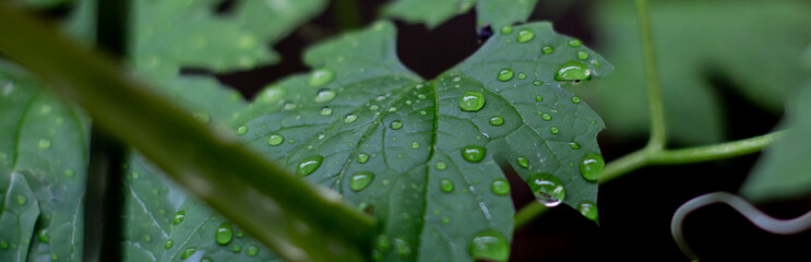 green leaf on the fence