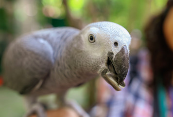 Portrait of a parrot with a seed in its beak