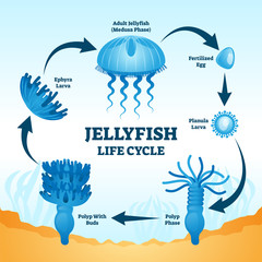 Jellyfish life cycle educational labeled diagram vector illustration