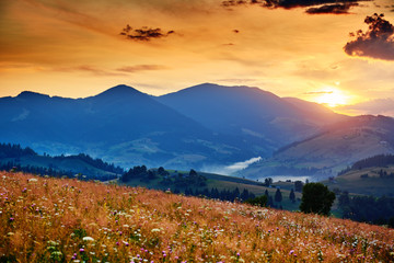 Fototapeta na wymiar wildflowers, meadow and beautiful sunset in carpathian mountains - summer landscape, spruces on hills, dark cloudy sky and bright sunlight
