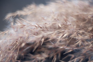 wheat macro texture