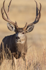 Mule Deer Buck in Fall in Colorado