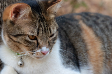 Vintage One Domestic Thai Cat, Beautiful Tabby in Nature.2