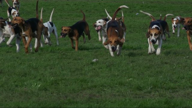 Foxhounds & Hunting Dogs running on the grass in Super Slow motion. They are chasing around. Stock Video Clip Footage