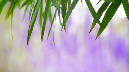 bamboo leaf background