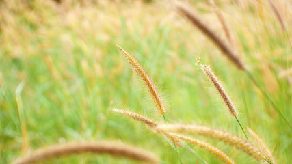 field of wheat. grass flower nature background