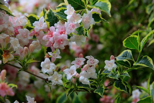 Weigelie (Weigela) mit rosa Bl&uuml;ten