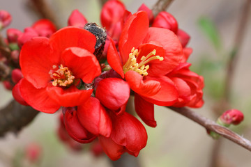 Japanische Zierquitten (Chaenomeles)  Pflanze mit roten Blüten