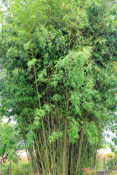 Bambusbusch  (Bambusoideae) Grünpflanze 