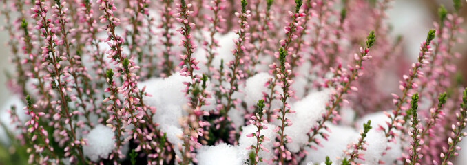 Schneeheide (Erica carnea) Pflanze mit Blüten im Schnee, Panorama