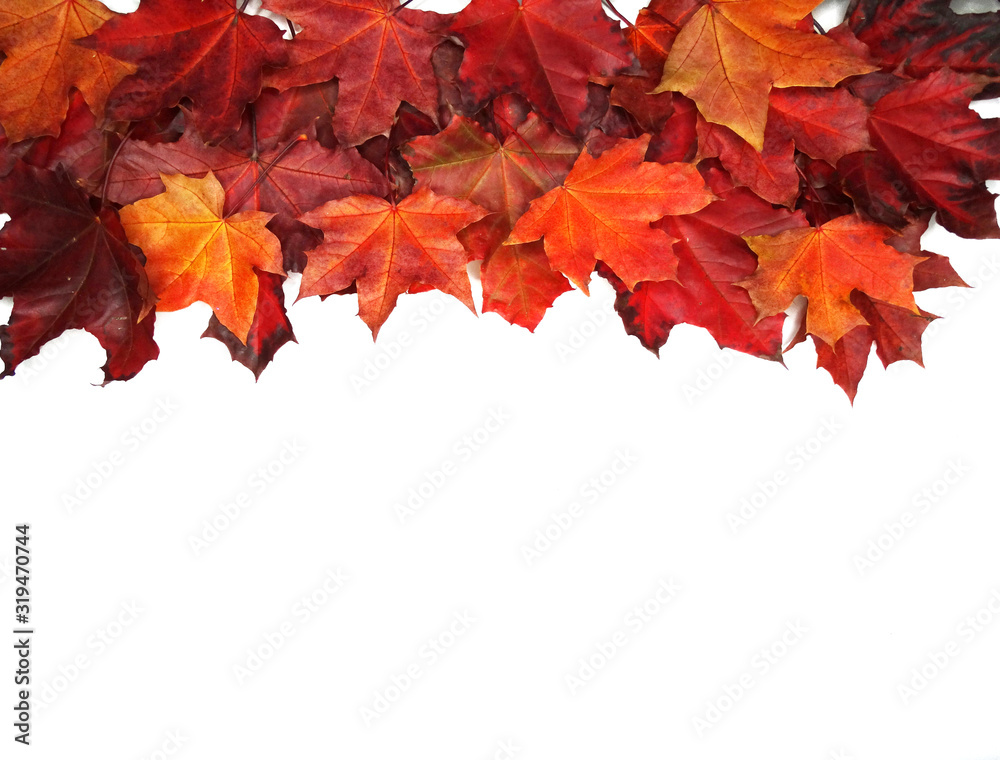Wall mural autumn background forest with maple trees and sunny beams