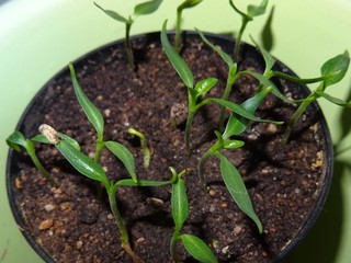 Paprika Jungpflanzen