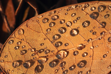 The droplets on dry leaf