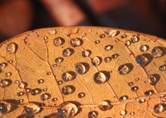 The droplets on dry leaf