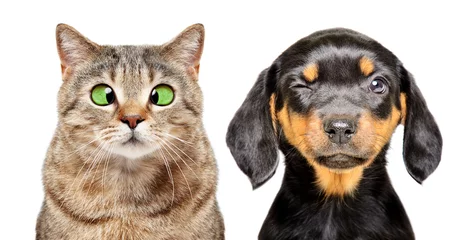 Foto op Aluminium Portrait of cat and dog with eye diseases isolated on a white background © sonsedskaya