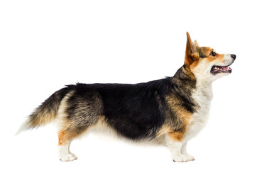 Welsh Corgi dog stands sideways on a white background