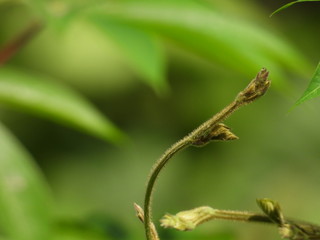green caterpillar on a leaf