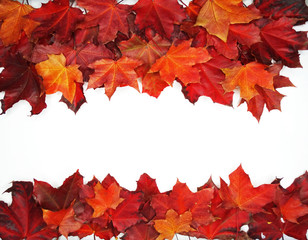 autumn background forest with maple trees and sunny beams