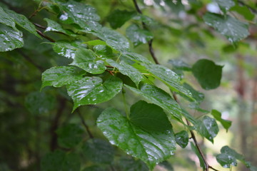 drops on leaf