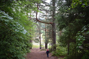 path in the forest