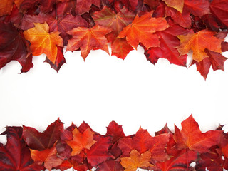 autumn background forest with maple trees and sunny beams