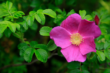 Hecken-Rose (Rosa corymbifera) Busch-Rose oder Wild-Rose, Pflanze mit Blüte