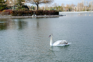 White swan is swimming