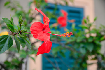 Hibiskus (Hibiscus) oder Eibisch Pflanze mit Blüten © Aggi Schmid