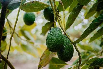 Close-up of Hass Avocados fruit hanging from the tree