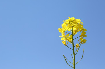 Obraz premium 青空と菜の花
