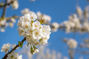 White cherry blossom in spring against clear blue sky