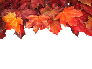 autumn background forest with maple trees and sunny beams