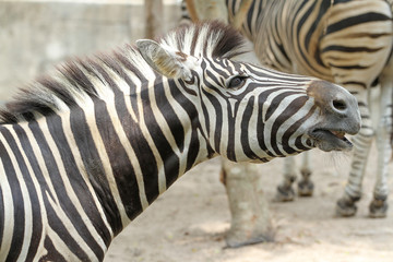 Fototapeta na wymiar Close up head The burchell zebra in farm at thailand