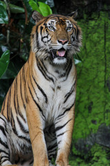 Fototapeta na wymiar Close up tiger show tongue in garden
