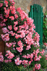 Fototapeta na wymiar Kletterrose mit vielen Blüten am Hauseingang