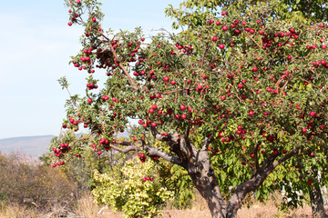 Fototapeta na wymiar ripe red apples on tree branch