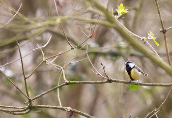Naklejka premium A great tit singing its heart out on a branch in a cluttered woodland