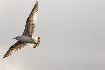 A seagull highlighted by the sunlight against a grey sky