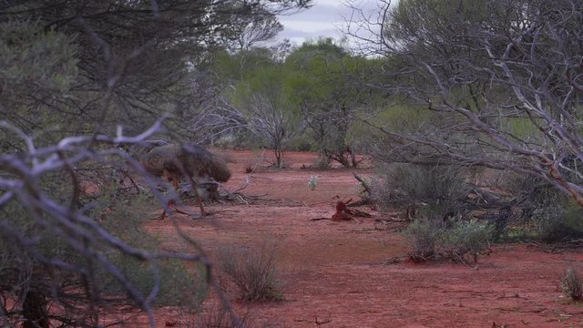Wild Emus in the Australian Outback Bush